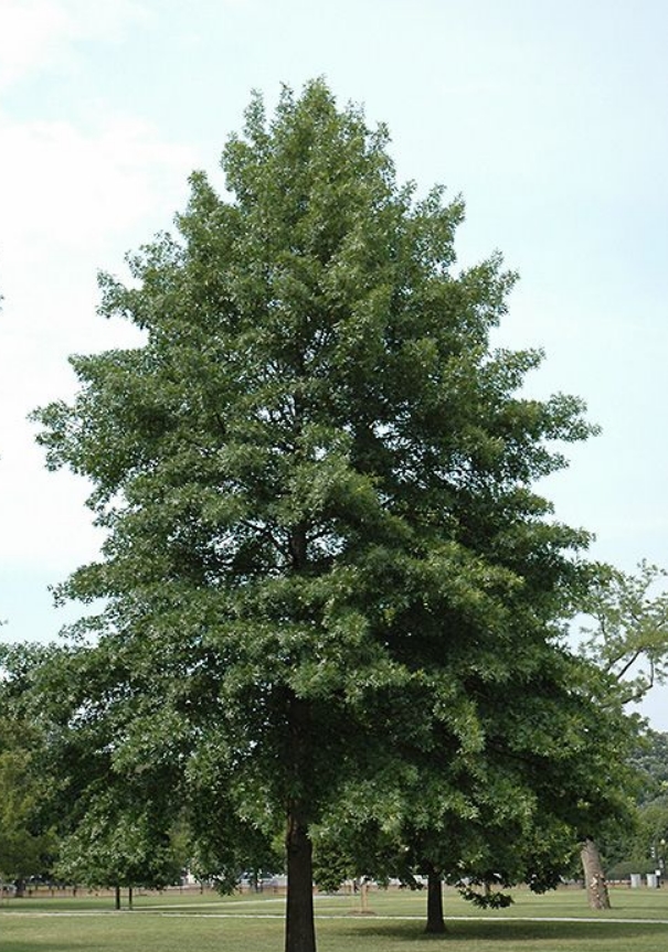 대왕참나무 R15_썸네일